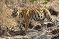 wild bengal female tiger or panthera tigris side profile and angry face expression on prowl in morning territory marking at Royalty Free Stock Photo