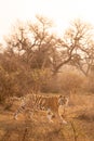 Wild bengal female tiger with pony or broken tail on prowl in winter morning light in outdoor wildlife safari at sariska national