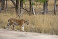 Wild bengal female tiger on stroll or walking in scenic background during outdoor jungle safari at kanha national park forest or Royalty Free Stock Photo