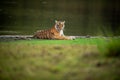 Wild bengal female tiger or tigress portrait in natural scenic landscape background of rajbagh lake water at ranthambore national