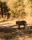 Wild bengal female tiger or tigress walking or crossing forest track or trail with eye contact at bandhavgarh national park or Royalty Free Stock Photo