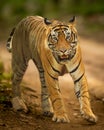 wild bengal male tiger or panthera tigris fine art head on portrait in natural background looking straight at camera in morning Royalty Free Stock Photo