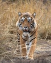 wild bengal male tiger or panthera tigris tigris head on portrait with eye contact and looking at camera at ranthambore national Royalty Free Stock Photo