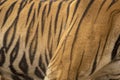 wild bengal male tiger or panthera tigris side profile skin stripes pattern background texture in orange repeated seamless black