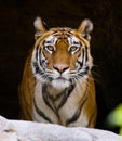 Wild Bengal Tiger in the cave. India. Bandhavgarh National Park. Madhya Pradesh.