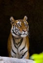 Wild Bengal Tiger in the cave. India. Bandhavgarh National Park. Madhya Pradesh.