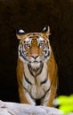 Wild Bengal Tiger in the cave. India. Bandhavgarh National Park. Madhya Pradesh.