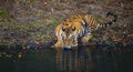 Wild Bengal Tiger drinking water from a pond in the jungle. India. Bandhavgarh National Park. Madhya Pradesh. Royalty Free Stock Photo