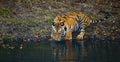 Wild Bengal Tiger drinking water from a pond in the jungle. India. Bandhavgarh National Park. Madhya Pradesh.