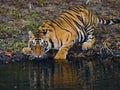 Wild Bengal Tiger drinking water from a pond in the jungle. India. Bandhavgarh National Park. Madhya Pradesh. Royalty Free Stock Photo