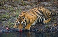 Wild Bengal Tiger drinking water from a pond in the jungle. India. Bandhavgarh National Park. Madhya Pradesh. Royalty Free Stock Photo