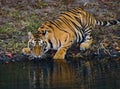 Wild Bengal Tiger drinking water from a pond in the jungle. India. Bandhavgarh National Park. Madhya Pradesh. Royalty Free Stock Photo