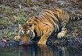 Wild Bengal Tiger drinking water from a pond in the jungle. India. Bandhavgarh National Park. Madhya Pradesh. Royalty Free Stock Photo