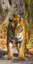 Wild Bengal Tiger is going on the road in the jungle. India. Bandhavgarh National Park. Madhya Pradesh. Royalty Free Stock Photo