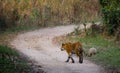 Wild Bengal Tiger is going on the road in the jungle. India. Bandhavgarh National Park. Madhya Pradesh. Royalty Free Stock Photo