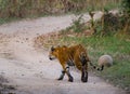 Wild Bengal Tiger is going on the road in the jungle. India. Bandhavgarh National Park. Madhya Pradesh. Royalty Free Stock Photo