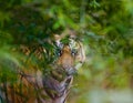 Wild Bengal tiger looks out from the bushes in the jungle. India. Bandhavgarh National Park. Madhya Pradesh.