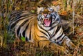 Wild Bengal Tiger lying on the grass and yawns. India. Bandhavgarh National Park. Madhya Pradesh.