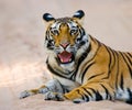 Wild Bengal Tiger lying on the road in the jungle. India. Bandhavgarh National Park. Madhya Pradesh. Royalty Free Stock Photo