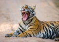 Wild Bengal Tiger lying on the road in the jungle. India. Bandhavgarh National Park. Madhya Pradesh. Royalty Free Stock Photo