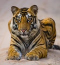 Wild Bengal Tiger lying on the road in the jungle. India. Bandhavgarh National Park. Madhya Pradesh. Royalty Free Stock Photo