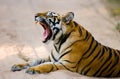 Wild Bengal Tiger lying on the road in the jungle. India. Bandhavgarh National Park. Madhya Pradesh. Royalty Free Stock Photo