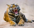 Wild Bengal Tiger lying on the road in the jungle. India. Bandhavgarh National Park. Madhya Pradesh.