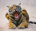 Wild Bengal Tiger lying on the road in the jungle. India. Bandhavgarh National Park. Madhya Pradesh. Royalty Free Stock Photo