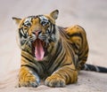 Wild Bengal Tiger lying on the road in the jungle. India. Bandhavgarh National Park. Madhya Pradesh. Royalty Free Stock Photo