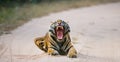 Wild Bengal Tiger lying on the road in the jungle. India. Bandhavgarh National Park. Madhya Pradesh. Royalty Free Stock Photo