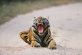 Wild Bengal Tiger lying on the road in the jungle. India. Bandhavgarh National Park. Madhya Pradesh. Royalty Free Stock Photo