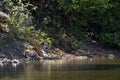 Wild bengal tiger sleeping along the river Karnali at Bardia National park, Bardia Royalty Free Stock Photo