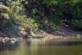 Wild bengal tiger sleeping along the river Karnali at Bardia National park, Bardia