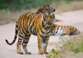 Wild Bengal tiger standing on the road in the jungle. India. Bandhavgarh National Park. Madhya Pradesh. Royalty Free Stock Photo