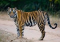 Wild Bengal tiger standing on the road in the jungle. India. Bandhavgarh National Park. Madhya Pradesh. Royalty Free Stock Photo