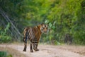 Wild Bengal tiger standing on the road in the jungle. India. Bandhavgarh National Park. Madhya Pradesh.