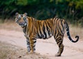 Wild Bengal tiger standing on the road in the jungle. India. Bandhavgarh National Park. Madhya Pradesh. Royalty Free Stock Photo