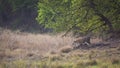 Wild bengal tiger on stroll in open grass field or natural scenic grassland landscape at kanha national park or tiger reserve Royalty Free Stock Photo