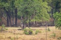 Wild bengal tiger or tigress on stroll for territory marking in morning safari at landscape of Kanha national park or tiger Royalty Free Stock Photo