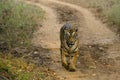 Wild Bengal Tigress Strolling Royalty Free Stock Photo