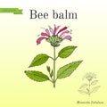 Wild bergamot or bee balm, aromatic and medicinal plant. Royalty Free Stock Photo