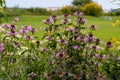 Wild bergamot bee balm wildflowers