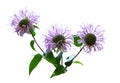 Wild Bergamot Flower