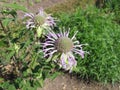 Wild bergamot, Monarda fistulosa Royalty Free Stock Photo