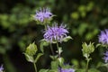 Wild Bergamot Monarda fistulosa