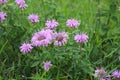 Wild bergamot Monarda purple wildflower showy