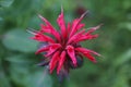 Wild bergamot, in violet red Royalty Free Stock Photo