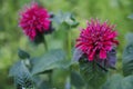 Wild bergamot, in violet red Royalty Free Stock Photo