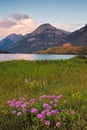 Wild Bergamot in in Waterton Lakes National Park