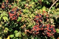 Wild berries. Royalty Free Stock Photo